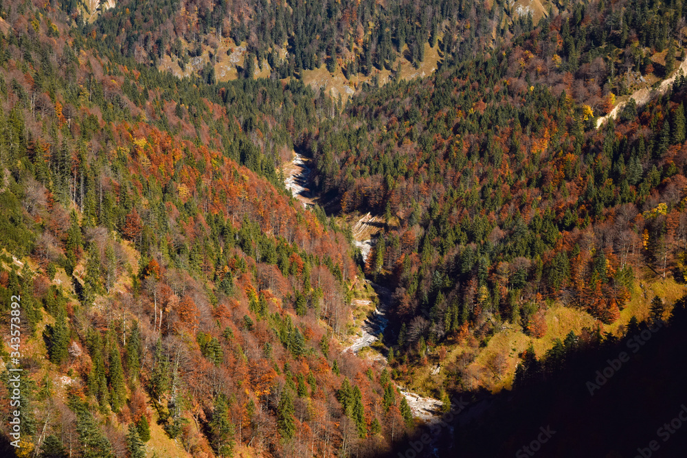 red and orange trees in the fall season in the austrian Alps