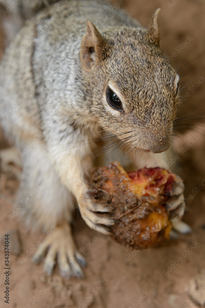 Obraz premium Eichhörnchen