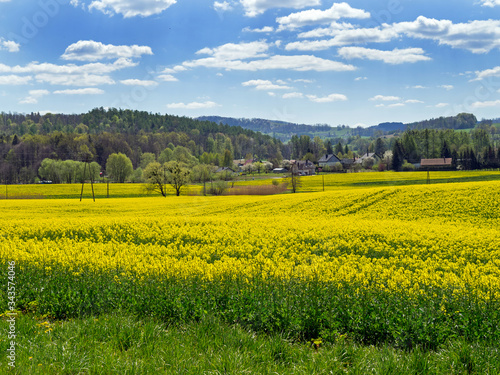 blooming rapeseed  arable field  agriculture