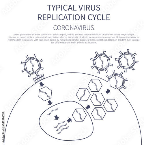 Typical virus replication cycle. Coronavirus 2019-nCoV infographic. Virus penetration into the cell. Vector illustration