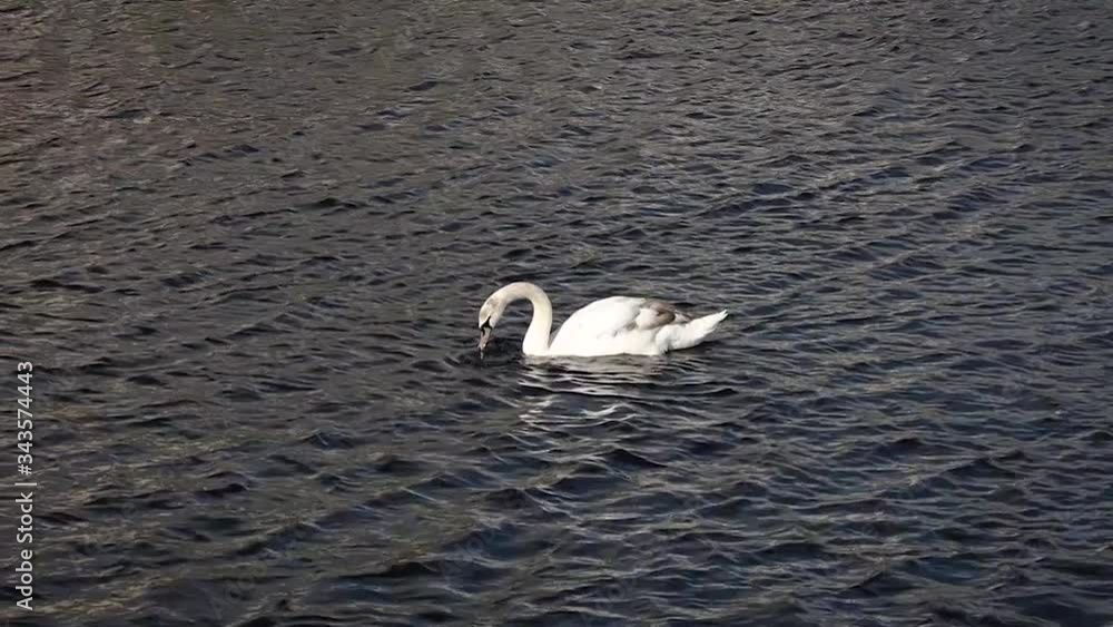 Mute Swan Lifting it's Head out the Water and Wagging it's Tail - Slow Motion Mute Swan Lifting it's Head out the Water and Wagging it's Tail - Slow Motion