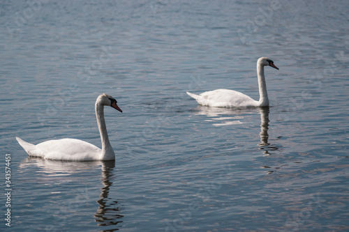 two white swans in a pond  Swan lake