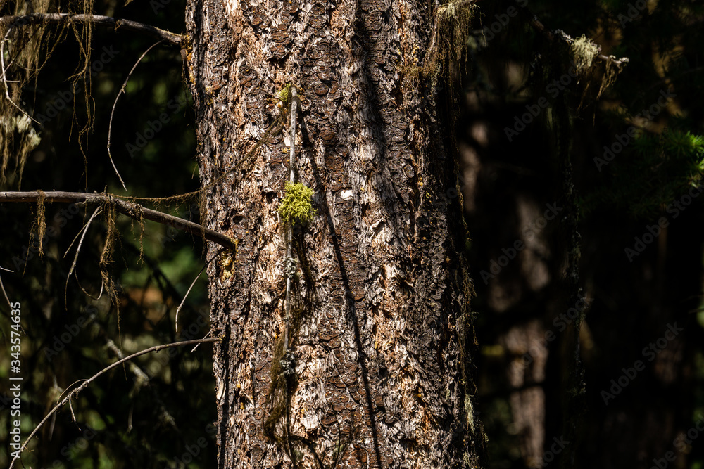 Close up of the tree trunk with sun light on dark background. Close up of the tree trunk with sun light on dark background.