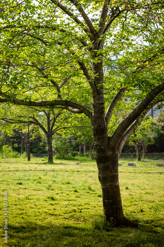 Fototapeta Naklejka Na Ścianę i Meble -  公園の木々