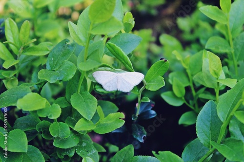 White moth on a blackberry bush