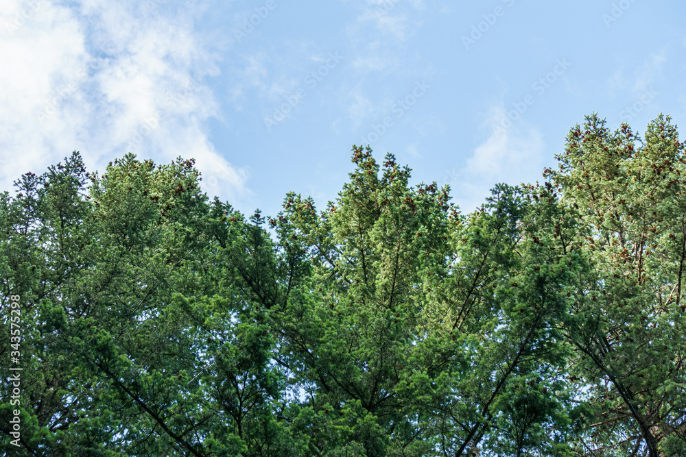 looking up into the blue sky through green crown of trees. looking up into the blue sky through green crown of trees.