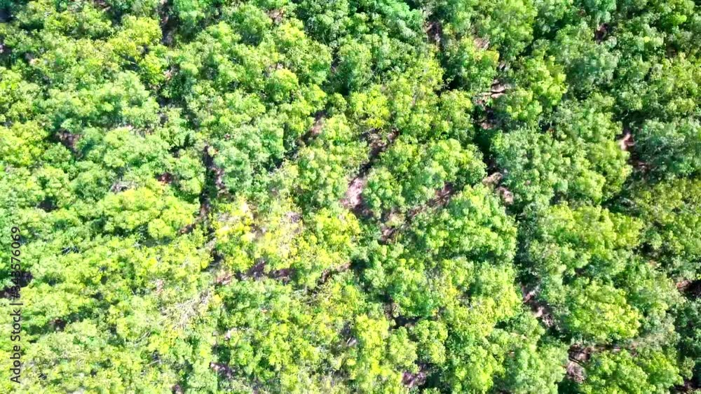 Aerial View of Green forest rubber plantation Aerial View of Green forest rubber plantation