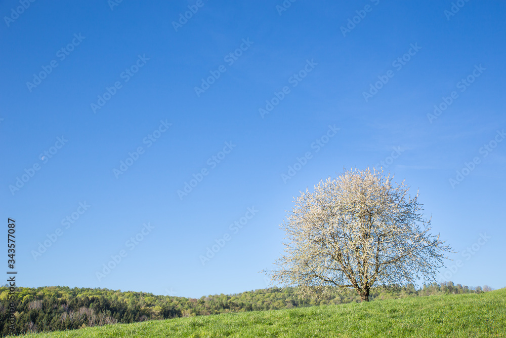 Fototapeta premium Frühling