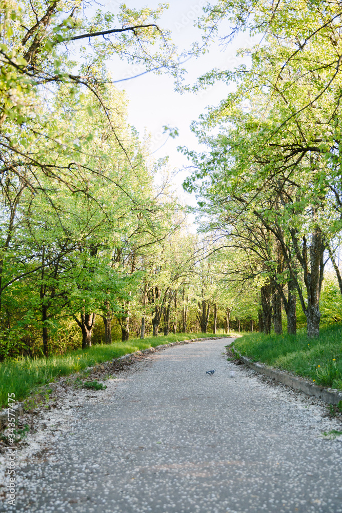 Fresh green forest at spring daylight, alley in the park. Trees, green leafs, sky, grass. Relaxing nature, sunshine, ecology. Park. Fresh green forest at spring daylight, alley in the park. Trees, green leafs, sky, grass. Relaxing nature, sunshine, ecology. Park.