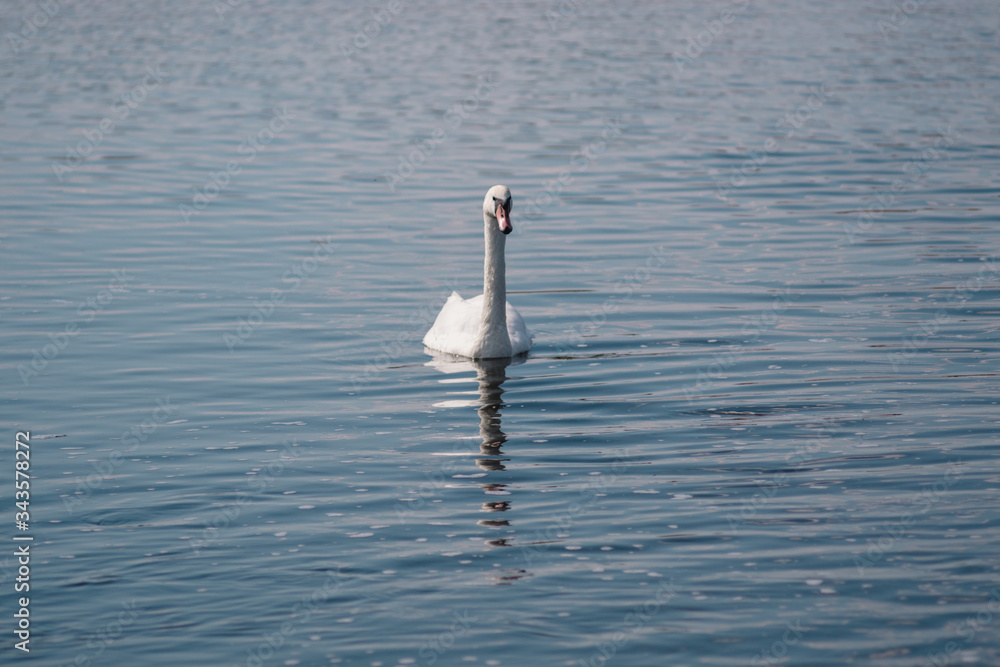 lonely white Swan, wild bird, Swan lake lonely white Swan, wild bird, Swan lake