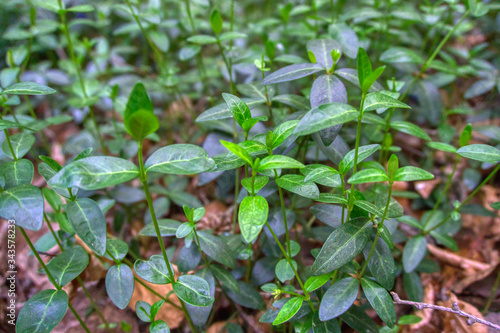 Wallpaper Mural Green plants in the forest Torontodigital.ca