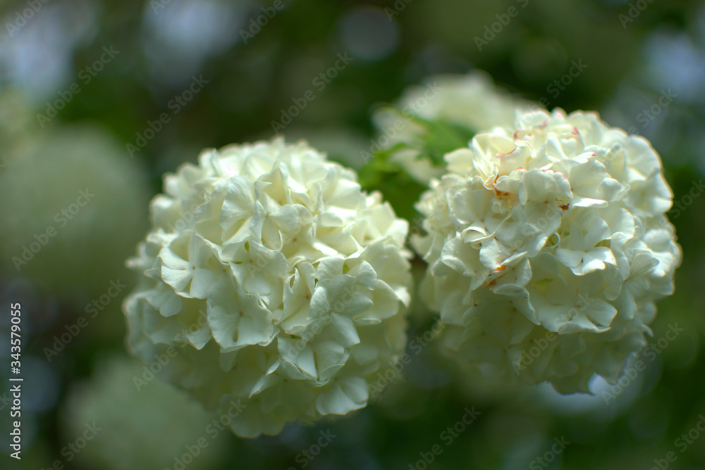 traditional flowers of Greece. organic without fertilizer and spraying traditional flowers of Greece. organic without fertilizer and spraying