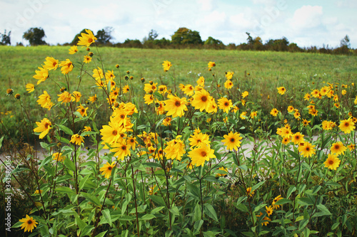 Lots of wild yellow flowers on green fields © Emillie