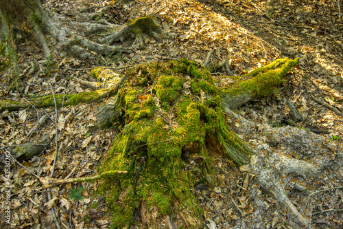 Stump overgrown with moss in the forest