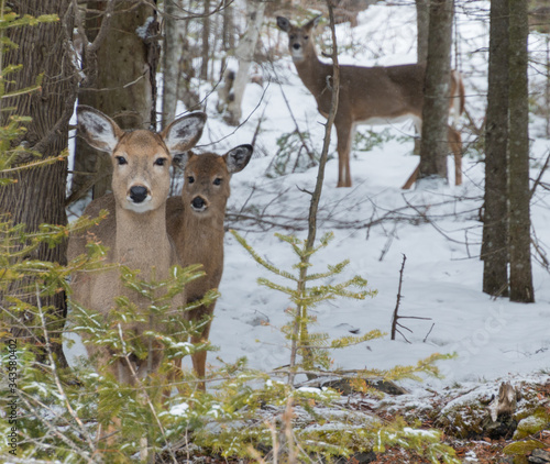 Canvas Cute White tailed Deer doe in snow with fawn looking at you