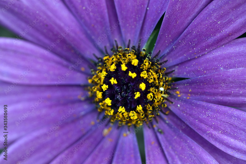 Inneres einer violetten Gerbera Inneres einer violetten Gerbera