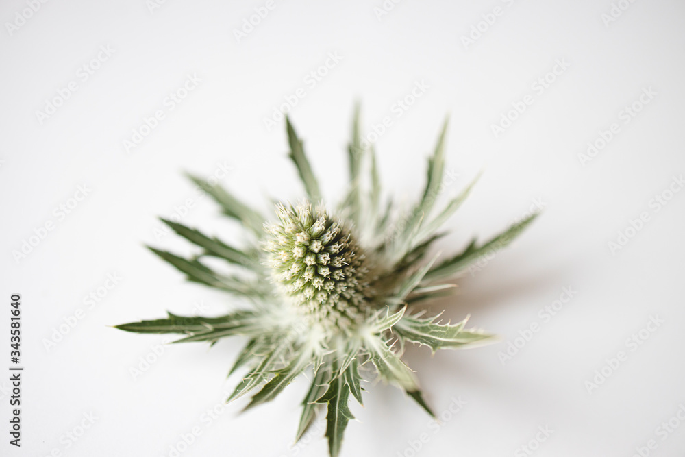 Green thistle close up in a white background. Green thistle close up in a white background.