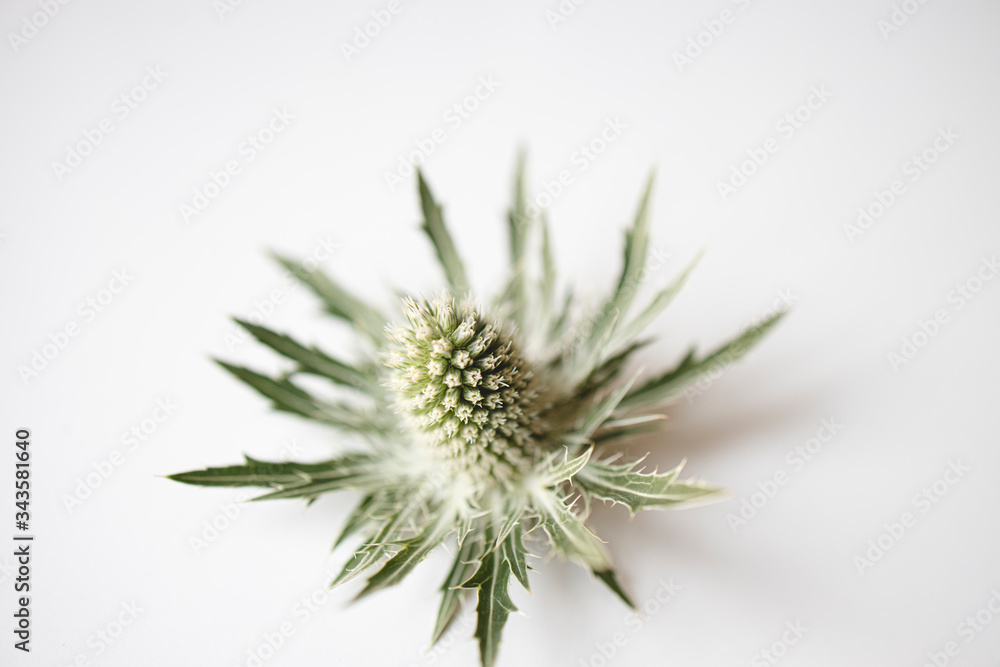 Green thistle close up in a white background.