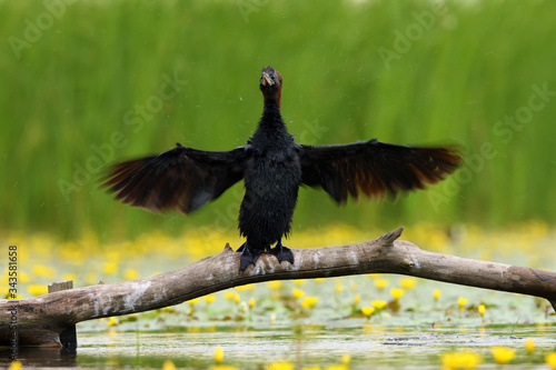 The pygmy cormorant (Microcarbo pygmeus) drying feathers on a branch.