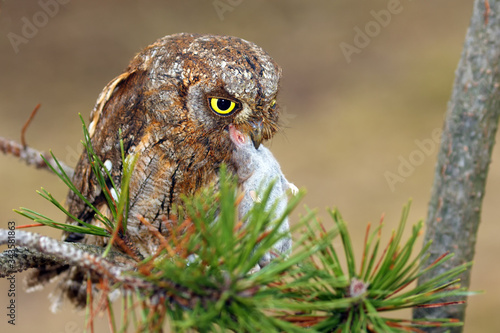 Eurasian scops owl (Otus scops) or European scops owl or just scops owl sitting on a branch of pine. Small owl with prey, shrew, in its beak with light background. photo