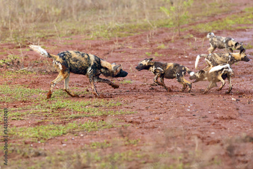 The African wild dog (Lycaon pictus), also known as African hunting or African painted dog, painted hunting dog or painted wolf.Puppy of an african dog in the open landscape. The African wild dog (Lycaon pictus), also known as African hunting or African painted dog, painted hunting dog or painted wolf.Puppy of an african dog in the open landscape.