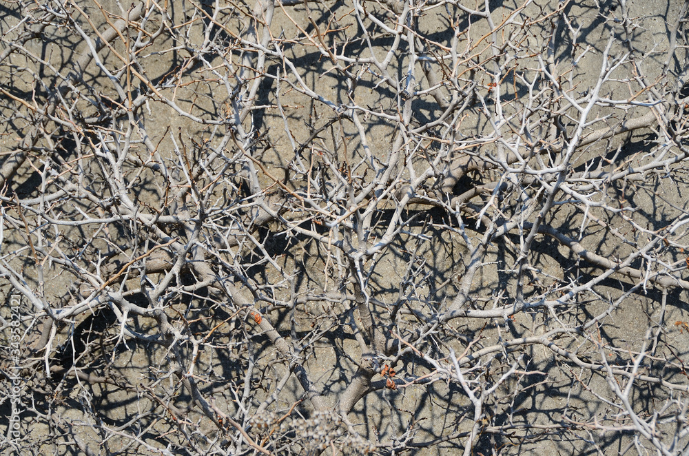 Dense branches without leaves on the background of a gray wall, cast a shadow on the wall. Dense branches without leaves on the background of a gray wall, cast a shadow on the wall.