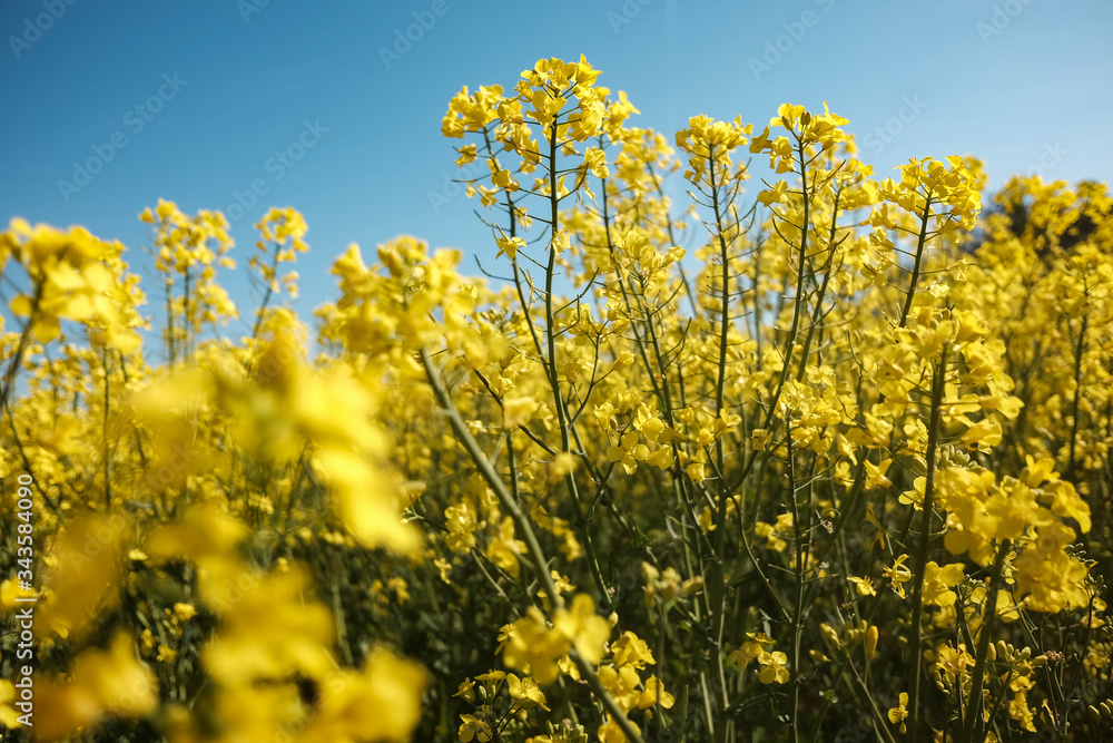 Wide shot of Colza cultivation, this yellow beauty will become oil one day. Wide shot of Colza cultivation, this yellow beauty will become oil one day.
