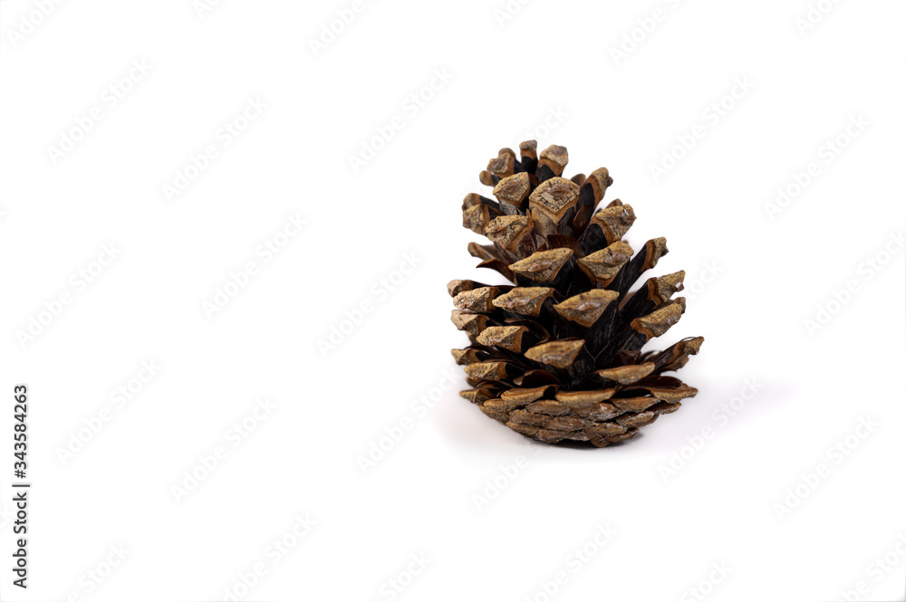 pine cone isolated on white background pine cone isolated on white background