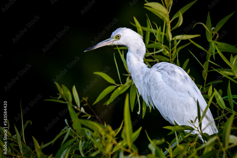 Fototapeta premium Juvenile Little blue heron in Powell Creek Preserve, North Fort Myers, Florida