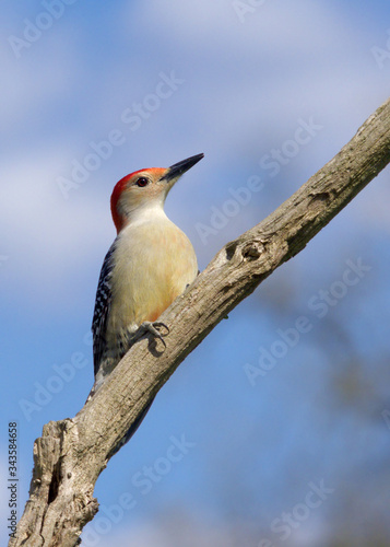 Red-bellied Woodpecker (Melanerpes carolinus) perched under a sunny blue sky.