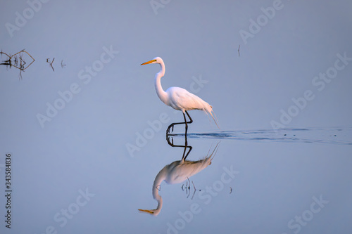 Great egret and reflection in the early morning light at Ten Thousand Islands National Wildlife Refuge near Naples, Florida