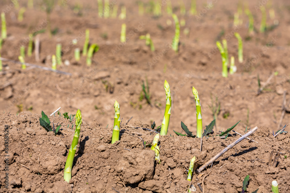 Junger grüner Spargel sprießt auf dem Feld Junger grüner Spargel sprießt auf dem Feld