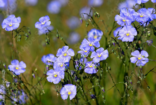 Flax Linum perenne in natural habitat, Hungary