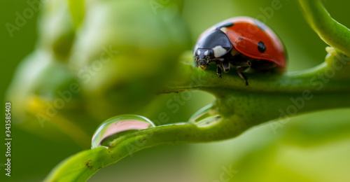 Canvas Print Detail of a red ladybug devouring an aphid with green background