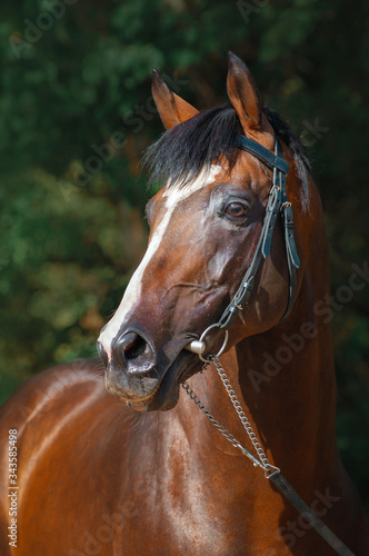 Beautiful stallion portrait