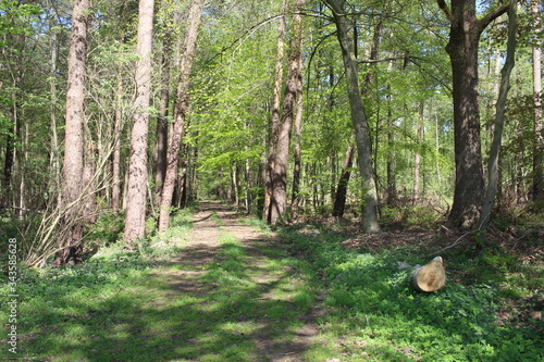 schöner Waldweg photo