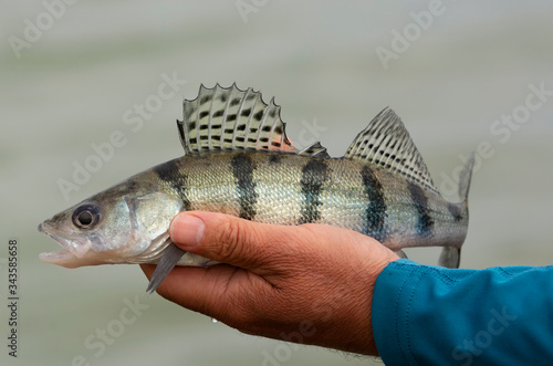 Volga pikeperch (Sander volgensis) from Lake Balaton, Hungary