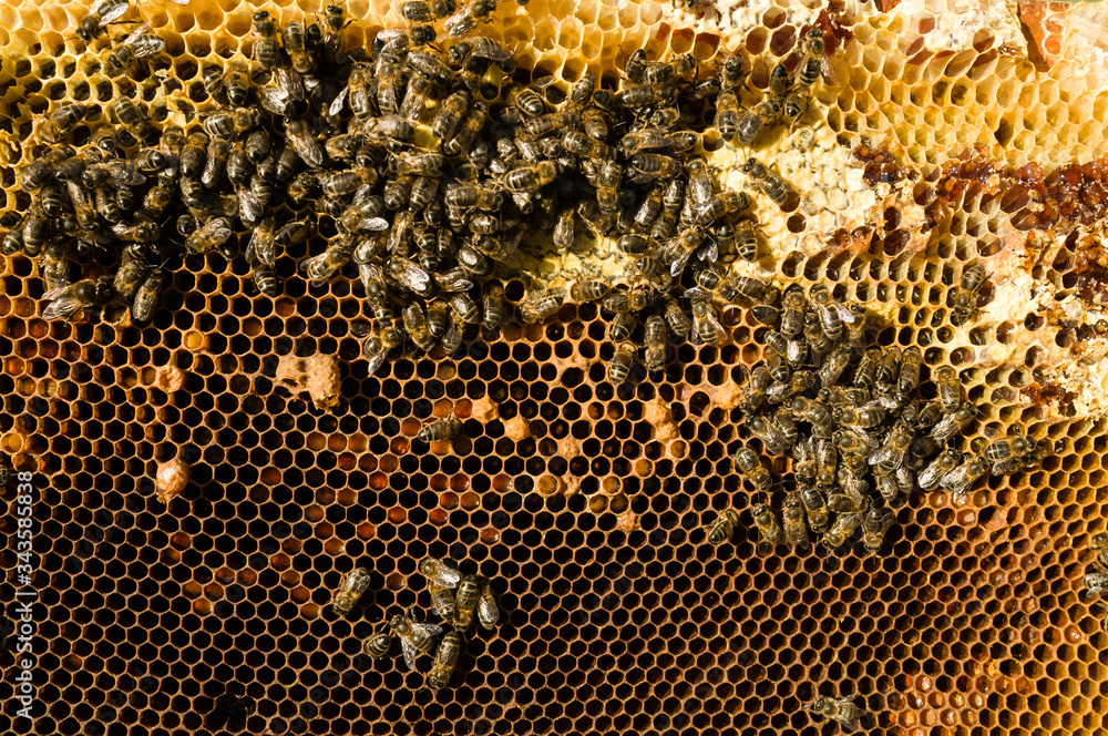 Honeycomb with bees Honeycomb with bees