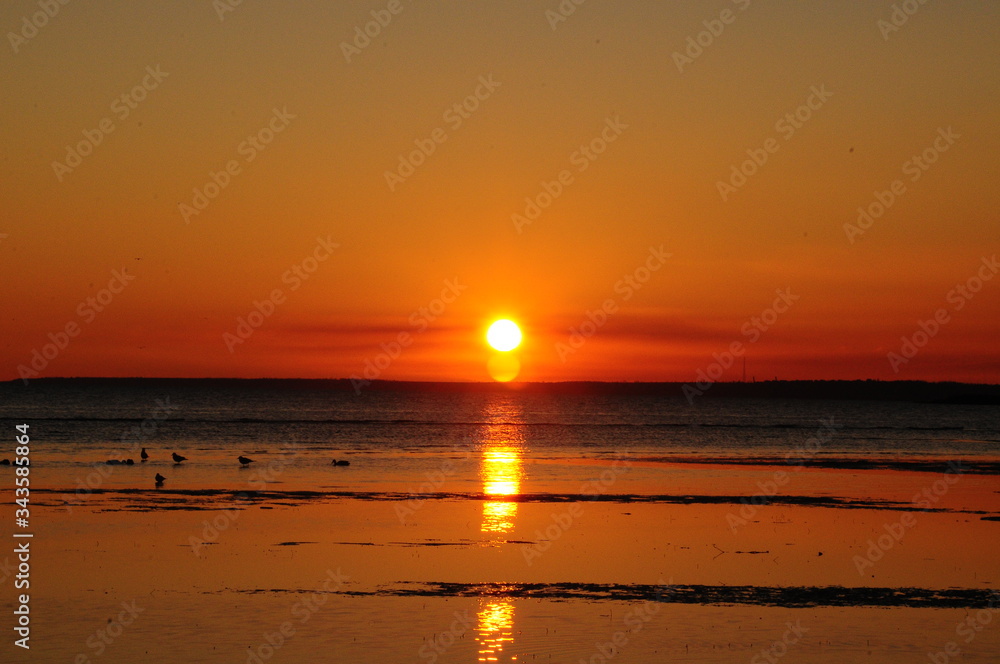 
flowers macro sky sunset dogs husky and dachshund sea beach sun lake city field pitfall duck