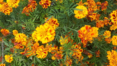 Bright and beautiful scattering of yellow-orange flowers of velvet, blooming autumn pleases a variety of colors