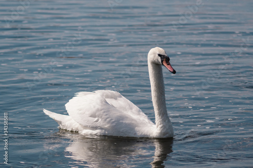 lonely white Swan, wild bird, Swan lake