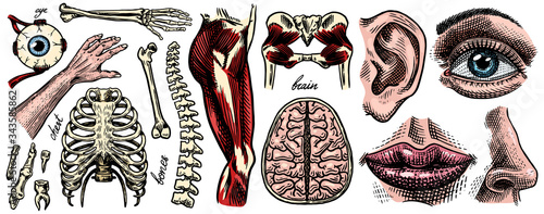 Anatomy of human bones and muscles set. Organ systems. Body and Thorax and pelvis, heart and brain, eye and spine, sensory cortex collection. Leg and arm. Hand drawn engraved biology illustration.