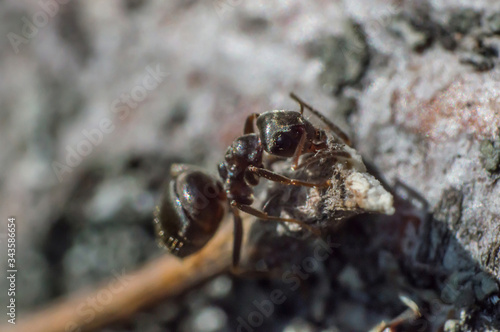 Brown ant in macro