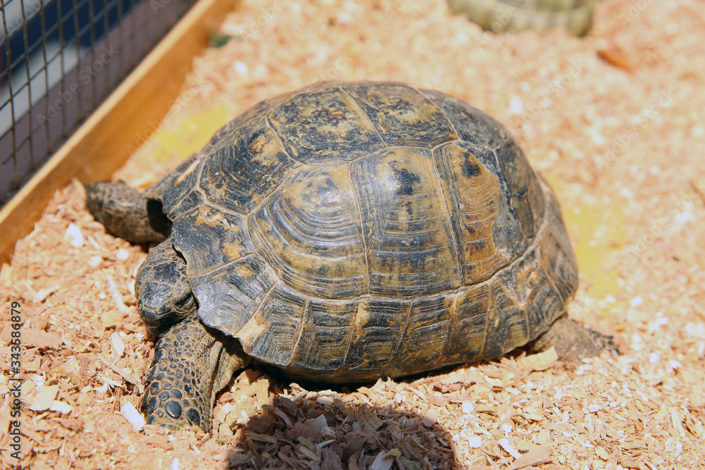 A turtle sitting in a dirty cage outside a visitor's center . Feeding amphibian animal. Old turtles crawling in the cage . A turtle sitting in a dirty cage outside a visitor's center . Feeding amphibian animal. Old turtles crawling in the cage .