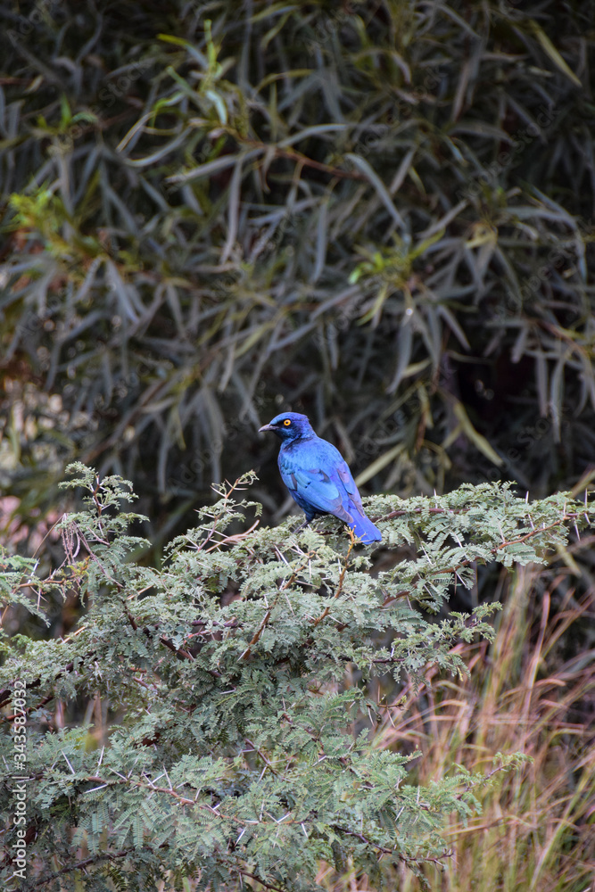 Fototapeta premium Cape Glossy Starling on green shrub, Pilanesberg National Park, South Africa