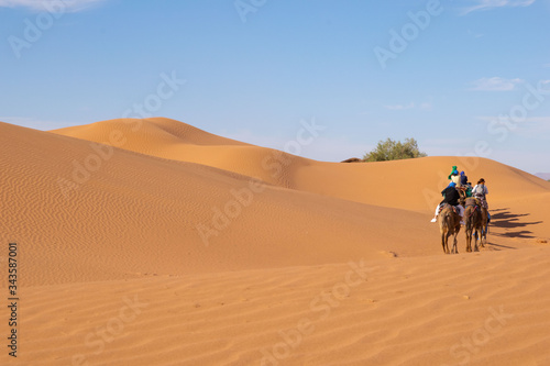 Nomads riding the camels to the Sahara Desert