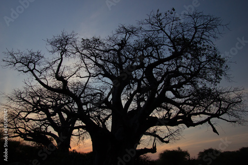 baobab with an amazing sunset in the background