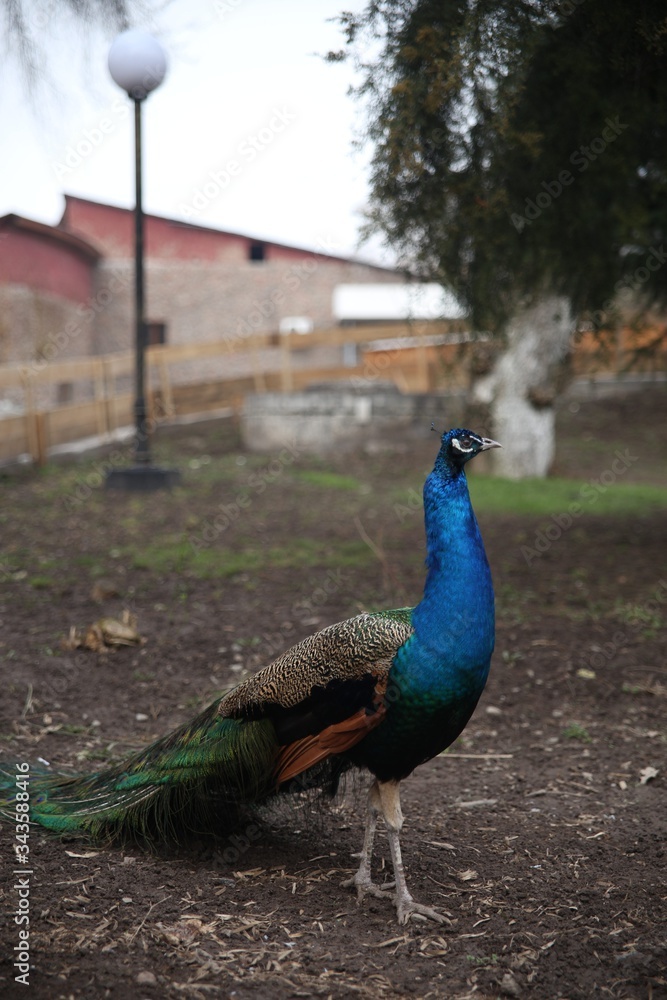male peacock against the background of nature in the park male peacock against the background of nature in the park