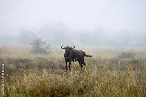 Fototapeta Naklejka Na Ścianę i Meble -  Lone Blue Wildebeest standing in misty grassland, Pilanesberg National Park, South Africa