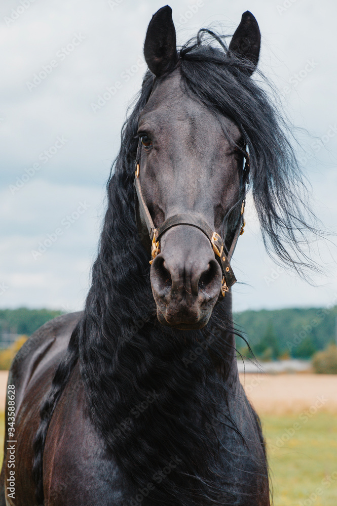 Fototapeta premium Beautiful friesian stallion